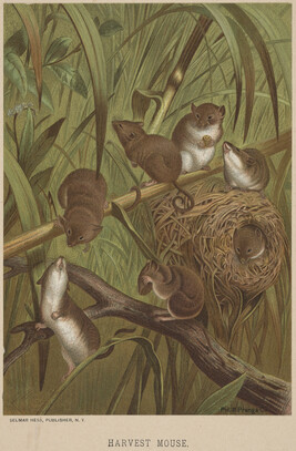 Harvest Mouse, from the book Animate Creation; Popular Edition of 