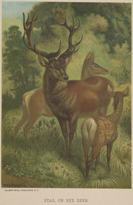Stag, or Red Deer, from the book Animate Creation; Popular Edition of 