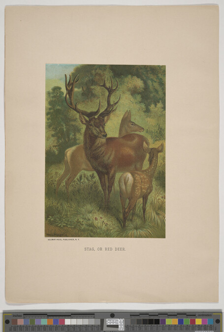 Alternate image #3 of Stag, or Red Deer, from the book Animate Creation; Popular Edition of 