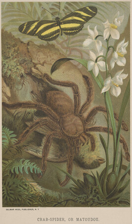 Crab-Spider, or Matoudou, from the book Animate Creation; Popular Edition of 