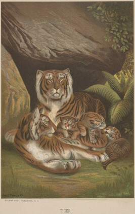 Tiger, from the book Animate Creation; Popular Edition of 