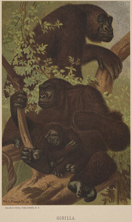 Gorilla, from the book Animate Creation; Popular Edition of 