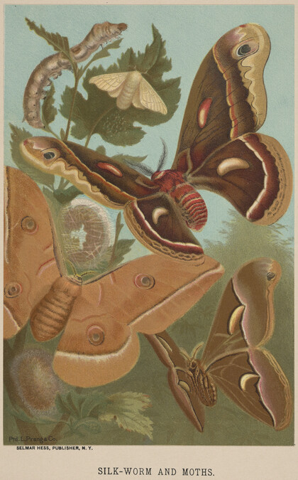 Silk-Worm and Moths, from the book Animate Creation; Popular Edition of 
