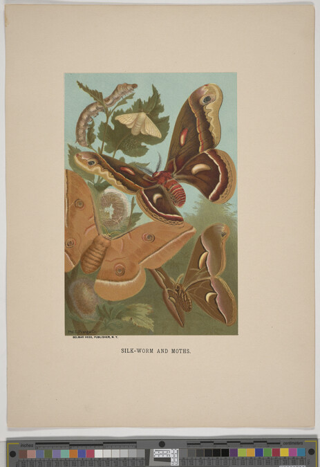 Alternate image #3 of Silk-Worm and Moths, from the book Animate Creation; Popular Edition of 