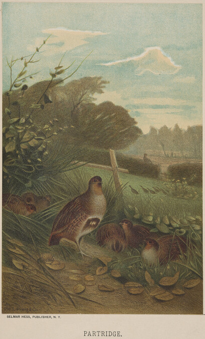 Partridge, from the book Animate Creation; Popular Edition of 