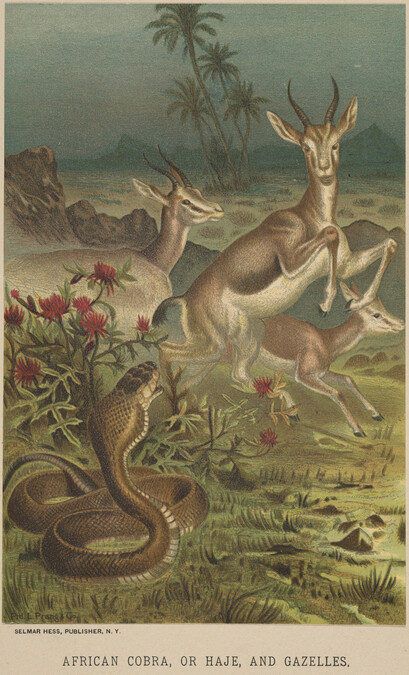 African Cobra, or Haje, and Gazelle, from the book Animate Creation; Popular Edition of 