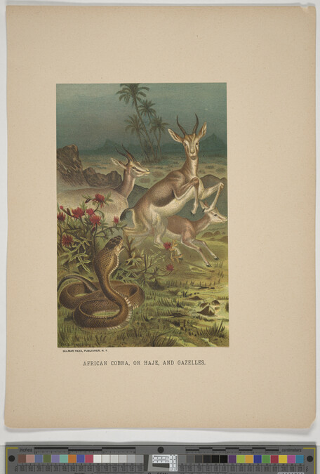 Alternate image #3 of African Cobra, or Haje, and Gazelle, from the book Animate Creation; Popular Edition of 