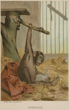 Chimpanzee, from the book Animate Creation; Popular Edition of 