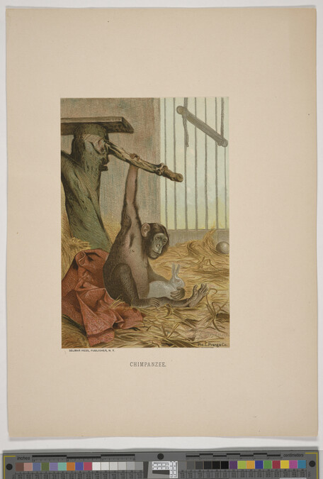 Alternate image #3 of Chimpanzee, from the book Animate Creation; Popular Edition of 
