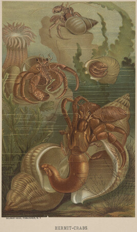 Hermit-Crab, from the book Animate Creation; Popular Edition of 