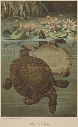 Soft Turtles, from the book Animate Creation; Popular Edition of 