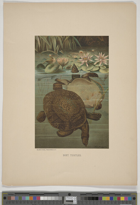Alternate image #3 of Soft Turtles, from the book Animate Creation; Popular Edition of 