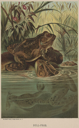 Bull-Frog, from the book Animate Creation; Popular Edition of 