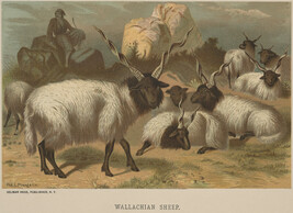 Wallachian Sheep,  from the book Animate Creation; Popular Edition of 