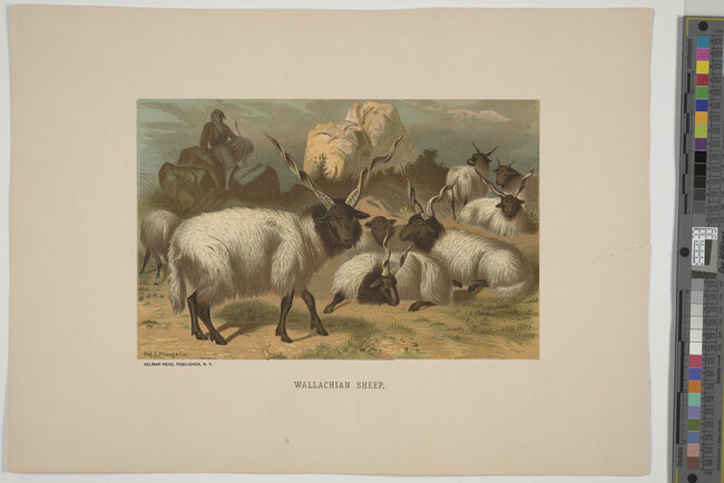 Alternate image #3 of Wallachian Sheep,  from the book Animate Creation; Popular Edition of 