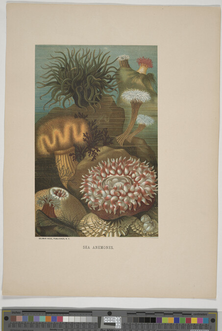 Alternate image #3 of Sea Anemones, from the book Animate Creation; Popular Edition of 