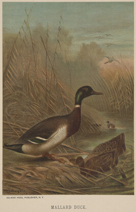 Mallard Duck, from the book Animate Creation; Popular Edition of 