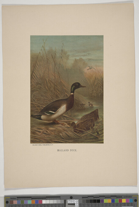 Alternate image #3 of Mallard Duck, from the book Animate Creation; Popular Edition of 