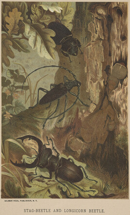 Stag-Beetle and Longicorn Beetle, from the book Animate Creation; Popular Edition of 