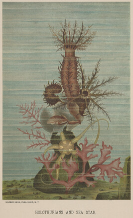 Holothurians and Sea Star, from the book Animate Creation; Popular Edition of 