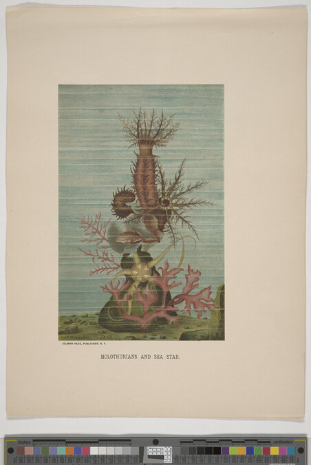 Alternate image #2 of Holothurians and Sea Star, from the book Animate Creation; Popular Edition of 