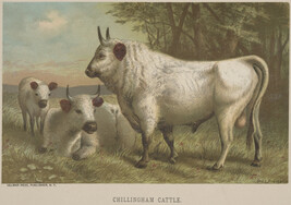 Chillingham Cattle,  from the book Animate Creation; Popular Edition of 