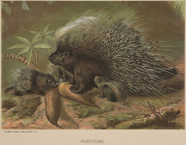 Porcupine,  from the book Animate Creation; Popular Edition of 