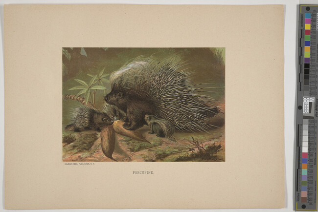 Alternate image #3 of Porcupine,  from the book Animate Creation; Popular Edition of 