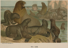 Sea Lion, from the book Animate Creation; Popular Edition of 