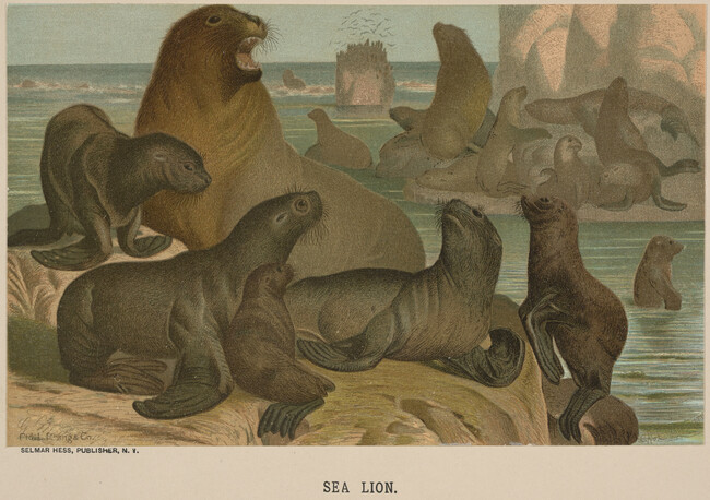 Sea Lion, from the book Animate Creation; Popular Edition of 