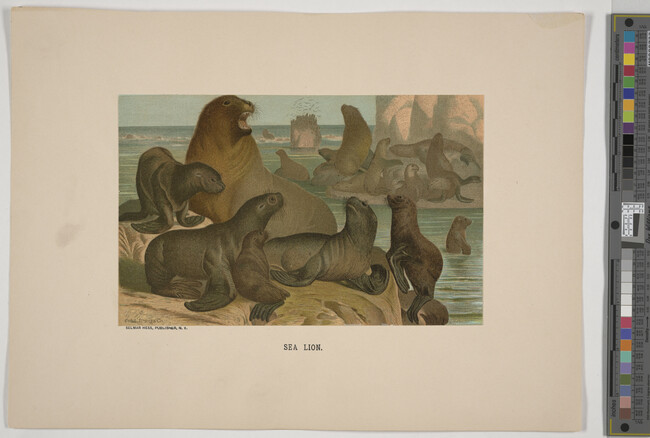 Alternate image #1 of Sea Lion, from the book Animate Creation; Popular Edition of 