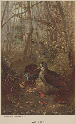 Woodcock, from the book Animate Creation; Popular Edition of 