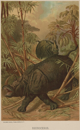 Rhinoceros, from the book Animate Creation; Popular Edition of 