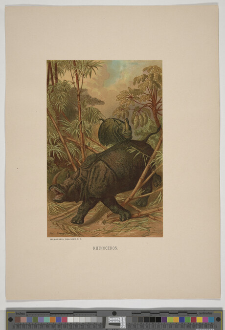 Alternate image #2 of Rhinoceros, from the book Animate Creation; Popular Edition of 