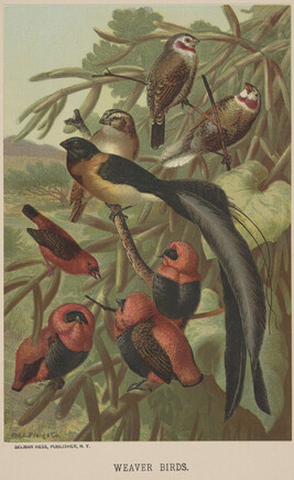 Weaver Birds, from the book Animate Creation; Popular Edition of 
