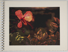 Untitled (Flower), from Artist in the Science Lab