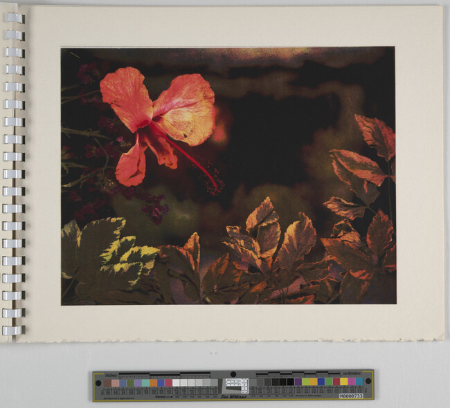 Alternate image #3 of Untitled (Flower), from Artist in the Science Lab