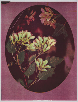 Leaves in an Oval Frame