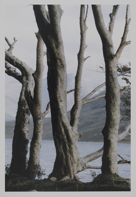 Bare Trees, Mayo, from the portfolio Selected Images of Ireland