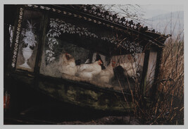 Hens in a Hearse, Mayo, from the portfolio Selected Images of Ireland