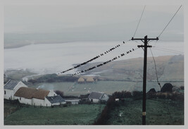 Birds, Bloody Foreland, Donegal, from the portfolio Selected Images of Ireland