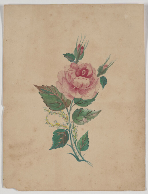 Study of a Rose