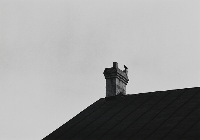 Bird on Chimney