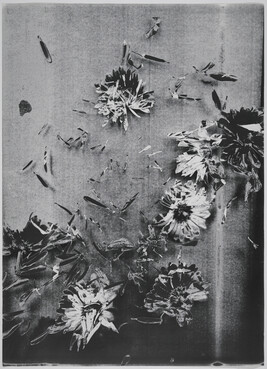 Scattered Daisies on Gray