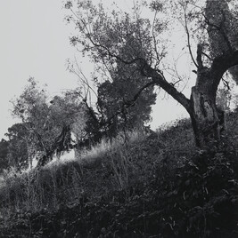 Tuscany (85 IU-9), Feste di Foglia (Celebration of Leaves) Series