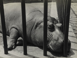 Hippopotamus, Central Park Zoo, New York City