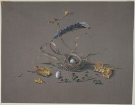 Nest, Eggs, Blue-Jay Feather