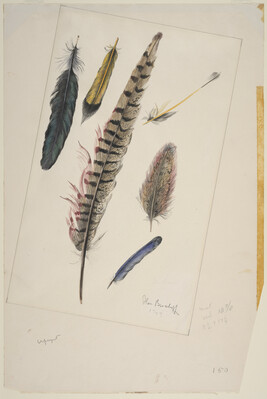 Still Life, Feather Studies