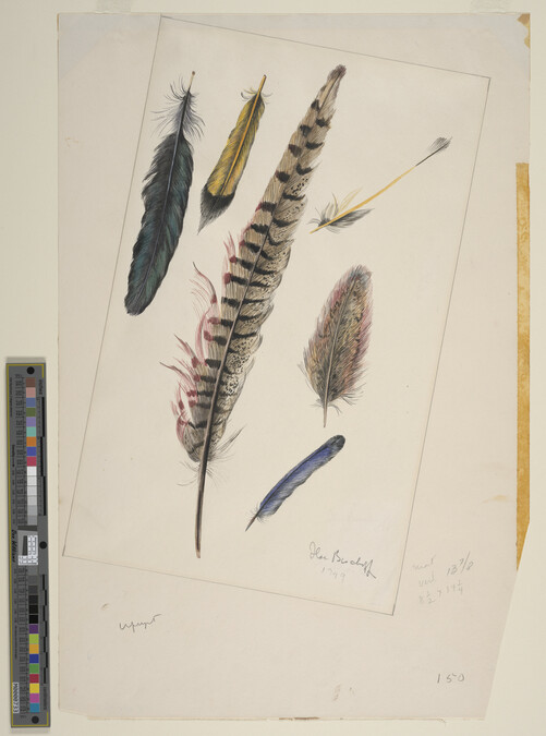 Alternate image #1 of Still Life, Feather Studies