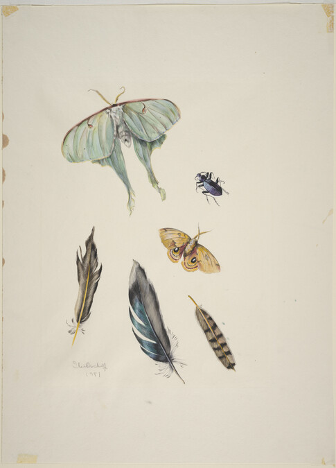 Still Life: Insects and Feathers